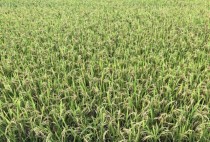 什么是中国魔稻中国最好水稻