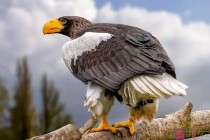 世界上最大的猩猩（最厉害的大猩猩是什么大猩猩）