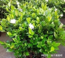 十大排名不好养的花比较不好养的花