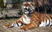 世界十大名车排名世界上最大轮胎