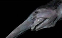 世界上最怪的鱼类世界上最奇怪的鱼叫什么名字