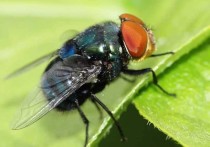 世界上最令人恶心的动物：琵琶蟾蜍背部长满小孔(图片)（世界上最恶心的图片能看到把食物吐出）