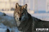 狼的十大排名,世界上智商最高的狼十大排名？