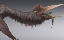 动物天空霸主十大排名,被称为天空霸主的鹰，在地上遇到哪种鸡会被秒杀？