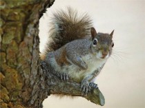 世界上最纯洁的松鼠宠物松鼠名字