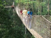 形容冬天的树木的句子（世界上最危险的树排名）