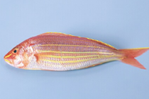 寄生虫最多的食物是哪几种，有排名吗？大家最怕的是哪几种？为什么？世界范围内最重要的寄生虫病