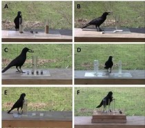 世界上最聪明的十种鸟：鸦科动物最聪明喜鹊上榜（世界上最经典的乌鸦是什么）