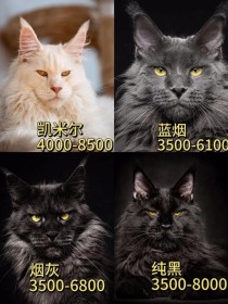 缅因猫舍成都十大排名国内正规缅因猫舍