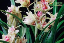 最名贵的10种兰花（兰花排名前十品种）