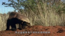 长得很蠢萌，却把蛇当辣条，也能将鳄鱼当晚餐--蜜獾世界上最凶狠的獾子