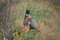 12生肖中伟大的动物是（中国最伟大动物排名）