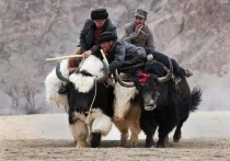 中国最牛的一个网红是（中国最强网红是谁）