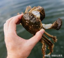 中国最肥的河蟹,盘锦河蟹几月份吃最好？盘锦河蟹什么时候最肥最好吃？