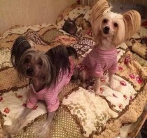 最帅中国冠毛犬图片（中国最帅的狗）