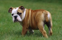 全世界狗狗 排名前十狗狗的智商排名前10的，有很多人养！