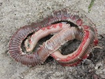 世界上最凶狠的蠕虫,听说山魈成群结队的出没在非洲草原上，连狮子和金钱豹都要钱让三分这是真的吗