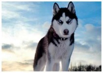 你以为你真的了解二哈吗？世界上最英俊的狗狗图片