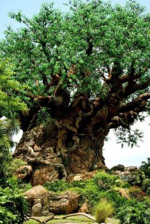 雀舌罗汉松盆景枝片如何布局？（中国最奇葩的盆景树种有哪些）