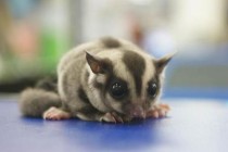 世界上最肥的蜜袋鼯蜜袋鼯是哪个国家的小动物