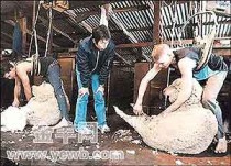 山羊绒哪个颜色最珍贵（世界上最好的羊绒）