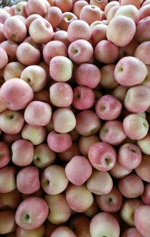 小衣带来逛逛烟台栖霞的果园（栖霞苹果出名吗）