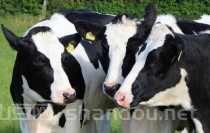 中国最牛农村富豪（中国最富农民）